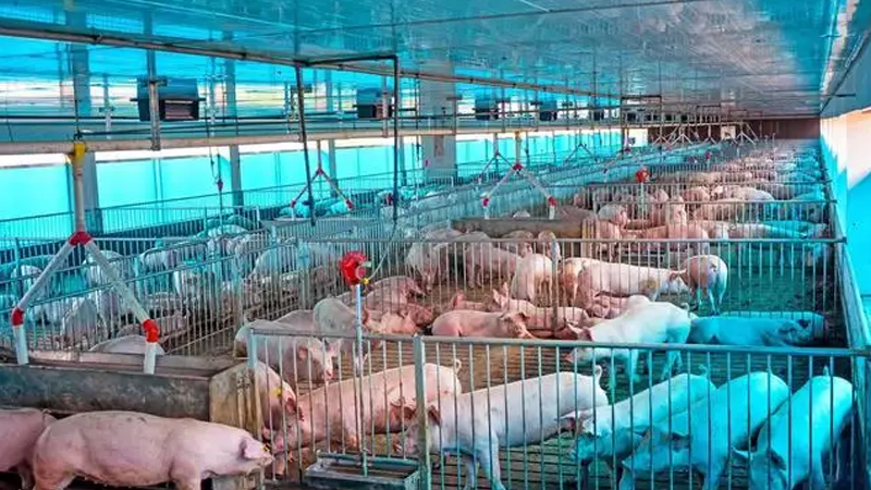 养殖场【鸡 鸭 猪 家禽养殖】